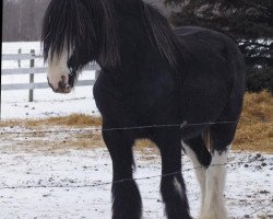 Deckhengst Hatfield Front Runner (Clydesdale, 2005, von Hewal Benefactor)