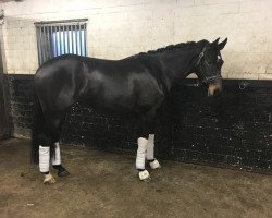 dressage horse Fürstenlooks Honeybee (Oldenburg, 2015, from Fürsten-Look)