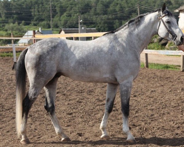 stallion Ekspress (Russian Trakehner,  , from Sabo)