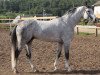 stallion Ekspress (Russian Trakehner,  , from Sabo)