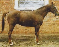 stallion Fort Pech (Russian Trakehner,  , from Fokus)