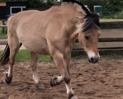 horse Klosterhof's Remus Baron (Fjord Horse, 2008, from Resen N.2673)