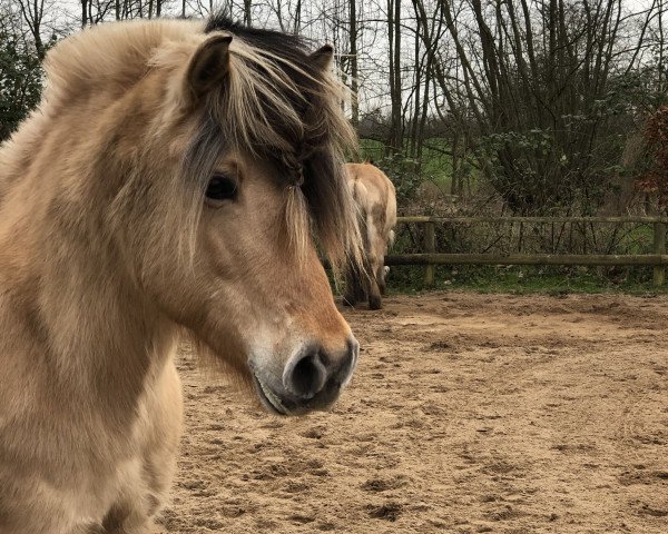 broodmare Beau (Fjord Horse, 2005, from Hayo)