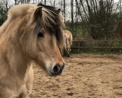 broodmare Beau (Fjord Horse, 2005, from Hayo)