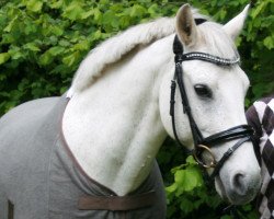 horse Gino 306 (New Forest Pony, 1996, from Golden Dream)