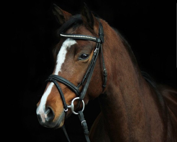 dressage horse Barbie Millicent (Hanoverian, 2011, from Bequia)