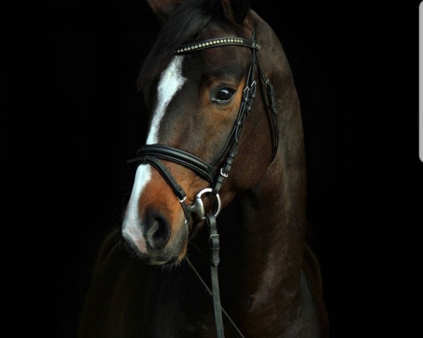 dressage horse Digger - MF (Hanoverian, 2014, from Don Frederic 3)