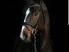 dressage horse Digger - MF (Hanoverian, 2014, from Don Frederic 3)