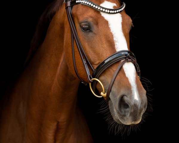 dressage horse Daisy 953 (Westphalian, 2008, from Dramatic)