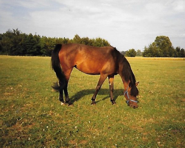 broodmare Iris (German Riding Pony, 1984, from Iswid)