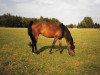 broodmare Iris (German Riding Pony, 1984, from Iswid)