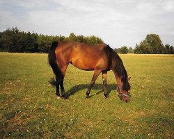 broodmare Iris (German Riding Pony, 1984, from Iswid)