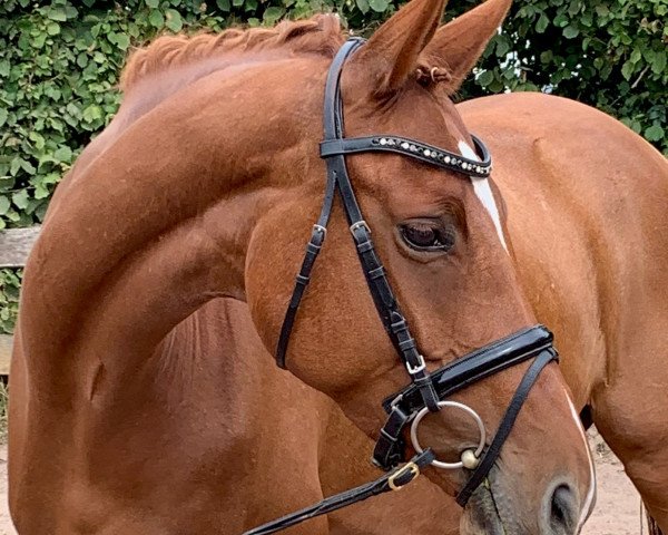 broodmare Mageira SA (German Warmblood, 2014, from Ciacomo)