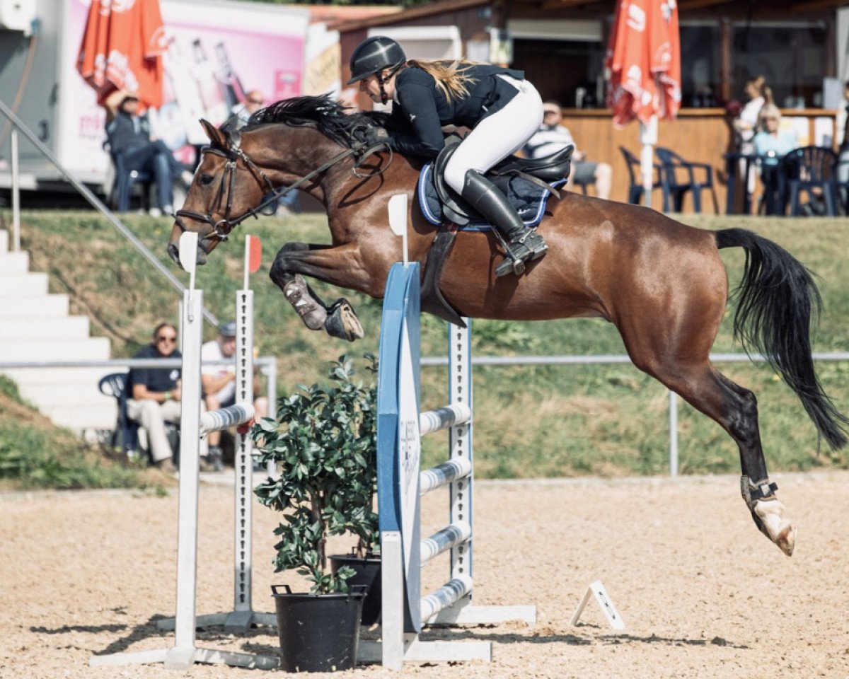 Springpferd Gentleman Jack 5 (KWPN (Niederländisches Warmblut), 2015, von Ginus)