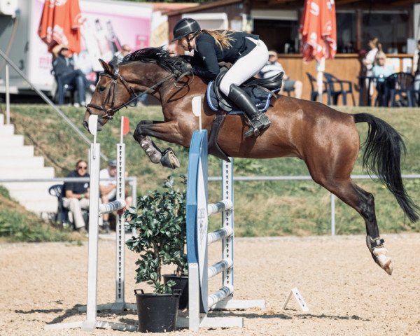 jumper Gentleman Jack 5 (KWPN (Royal Dutch Sporthorse), 2015, from Ginus)