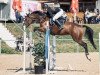 jumper Gentleman Jack 5 (Swedish Warmblood, 2015, from Ginus)