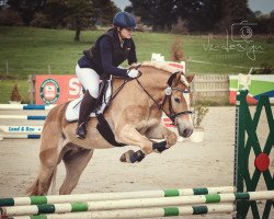 dressage horse Amelli N (Haflinger, 2011, from Abendstern)