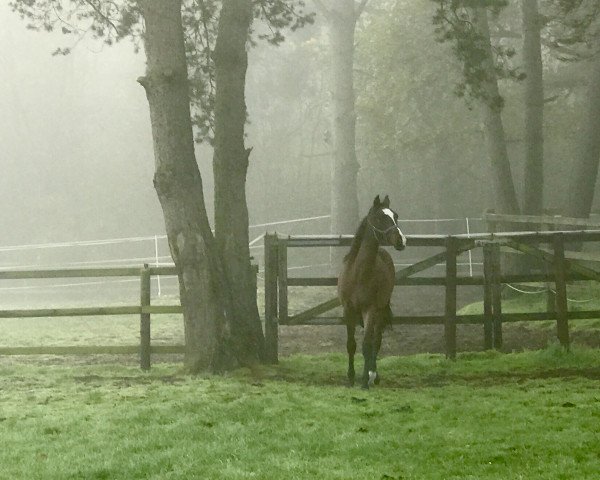 jumper little Mozart (Holsteiner, 2018, from Lebenstraum)