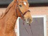 broodmare Bella Fleur de Luxe (Hanoverian, 2013, from Baloubet du Rouet)