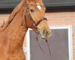 broodmare Bella Fleur de Luxe (Hanoverian, 2013, from Baloubet du Rouet)