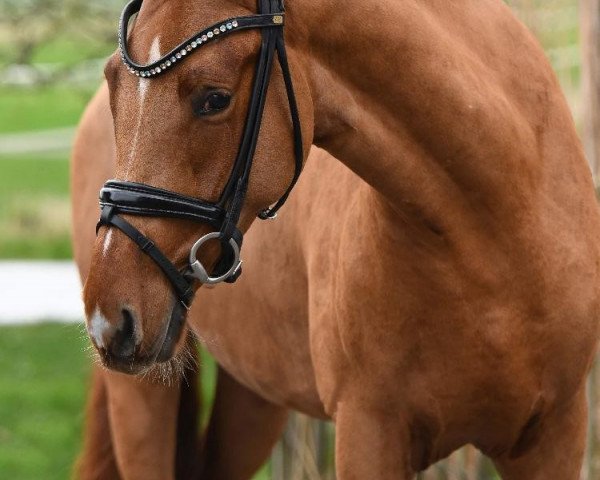 dressage horse Dear Henry (German Riding Pony, 2016, from Steendiek's FS Dali)