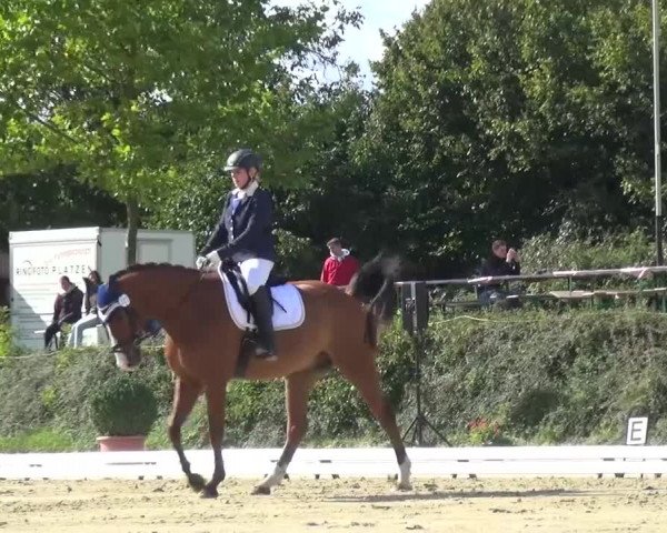 Reitturnier Lohmar-Hausdorp 2015