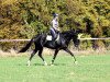 dressage horse Simply Jack (Rhinelander, 2012, from Son of Cologne)