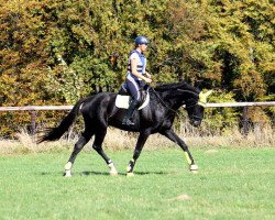 dressage horse Simply Jack (Rheinländer, 2012, from Son of Cologne)