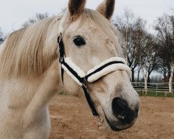 Pferd Memphis (Oldenburger, 2004, von Royal Diamond)