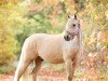 Dressurpferd Golden Dreamcatcher (Deutsches Reitpony, 2015, von HET Golden Dream)