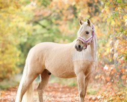 Dressurpferd Golden Dreamcatcher (Deutsches Reitpony, 2015, von HET Golden Dream)