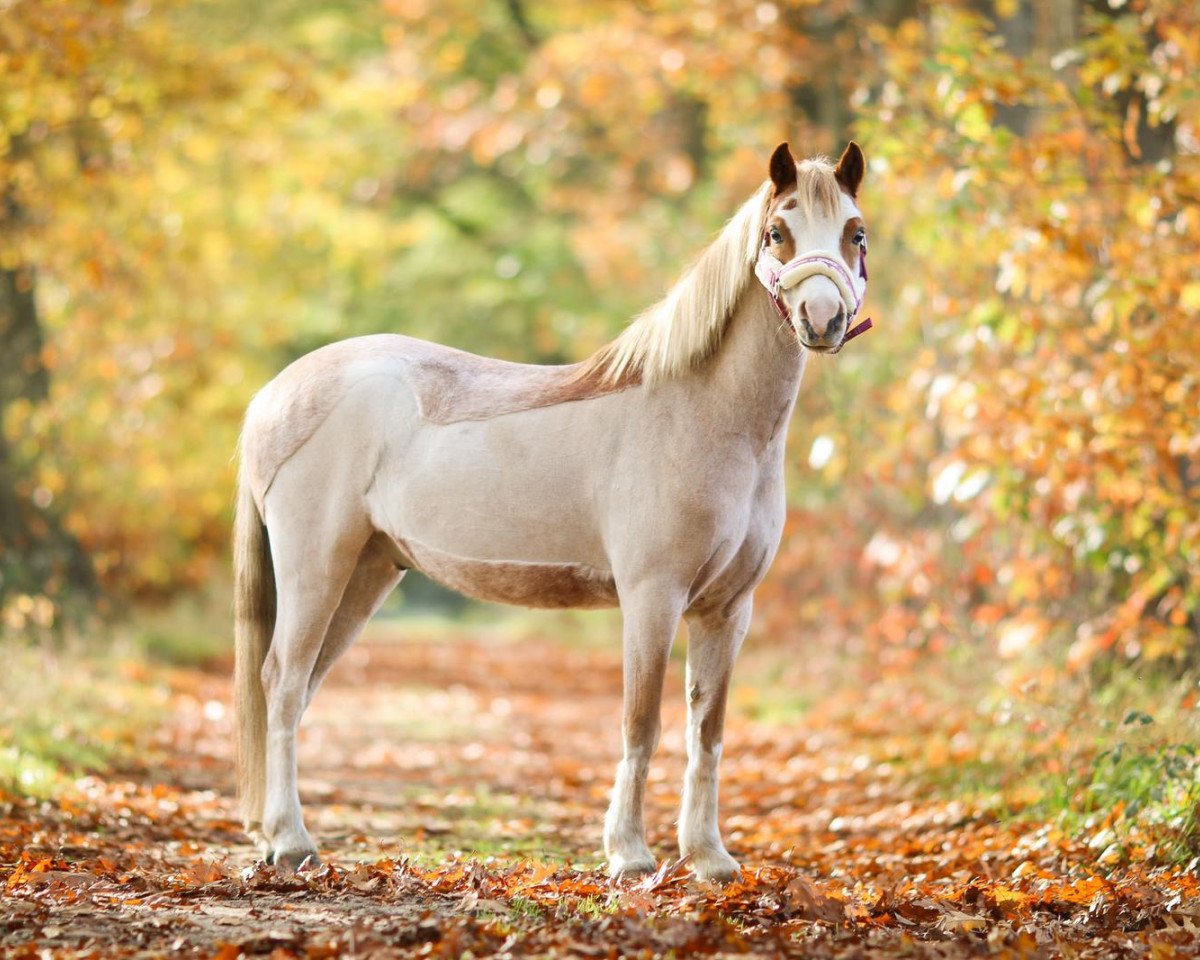 dressage horse Rock my Heart 9 (Welsh mountain pony (SEK.A), 2014, from Vechtzicht's Commanchero)