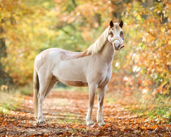 Dressurpferd Rock my Heart 9 (Welsh Mountain Pony (Sek.A), 2014, von Vechtzicht's Commanchero)