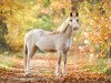 dressage horse Rock my Heart 9 (Welsh mountain pony (SEK.A), 2014, from Vechtzicht's Commanchero)