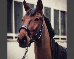 jumper Calimero (German Sport Horse, 2013, from Claudio's Son)