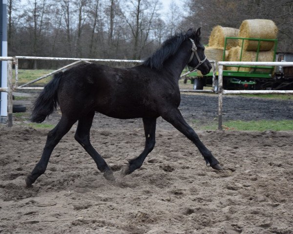 Pferd Fohlen 2 (Polnisches edles Halbblut, 2019)