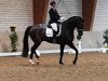 dressage horse Dressed In Black 5 (Westphalian, 2014, from Dancier Noir GT)