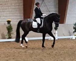 dressage horse Dressed In Black 5 (Westphalian, 2014, from Dancier Noir GT)