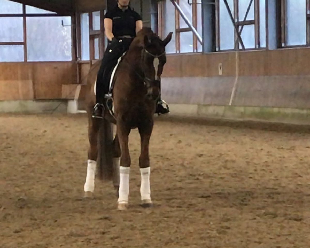 horse Sir William 60 (Hanoverian, 2014, from Sir Donnerhall I)