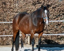 broodmare Hillary (Trakehner, 1993, from Donaukoenig)