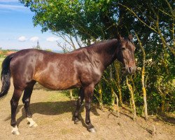 broodmare Pamina (German Sport Horse, 2004, from Consul)