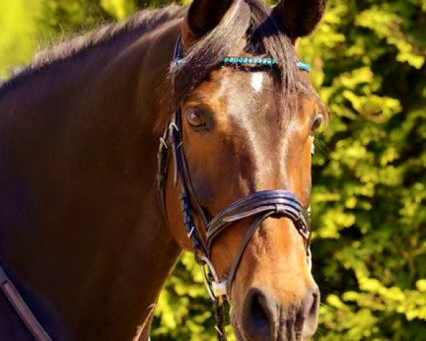 broodmare Agorite (KWPN (Royal Dutch Sporthorse), 2005, from Padinus)