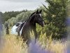 dressage horse Schenkenberg's Devito (German Sport Horse, 2015, from Danciano)