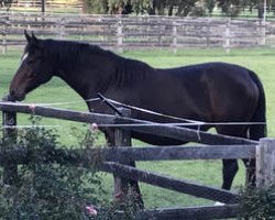 broodmare Yalambi's Tolles Schaetzchen (Hanoverian, 2013, from Toulon 2)