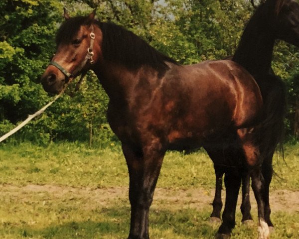 Zuchtstute Peggi 87 (Deutsches Reitpony, 1994, von Eldorrado)