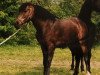 broodmare Peggi 87 (German Riding Pony, 1994, from Eldorrado)