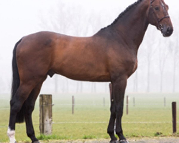 stallion Hbr Don't Touch It M (KWPN (Royal Dutch Sporthorse), 2008, from Untouchable)