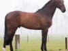 stallion Hbr Don't Touch It M (KWPN (Royal Dutch Sporthorse), 2008, from Untouchable)