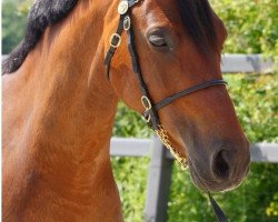 broodmare Kielshoop Honeybees Daizzy (Dutch Pony, 2007, from De Goede Ree Now or Never)