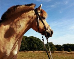 horse Krumme Fuglsang (Fjord Horse, 2002, from Cadeau Halsnæs)